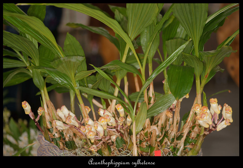Acanthephippium sylhetense